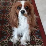 Bailey(1).webp