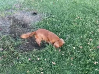 Katie_digging_01.webp