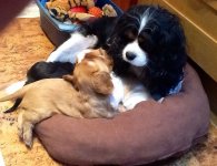 Faith and her puppies 2013.jpg