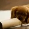 mokey