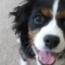 LilCav