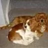 tony_and_tira