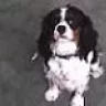 Baldyboy
