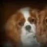 ourfurbabies5