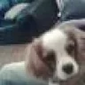 Cavalierlover123