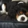 mollysmum