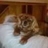 njpetsitter