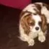 irishcavalierrescue