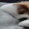 Nela
