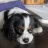 MTdogfan